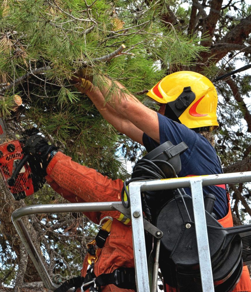 Firefighters on platform doing tree cleaning work Firefighters on lifting platform, cutting fat branches from a pine