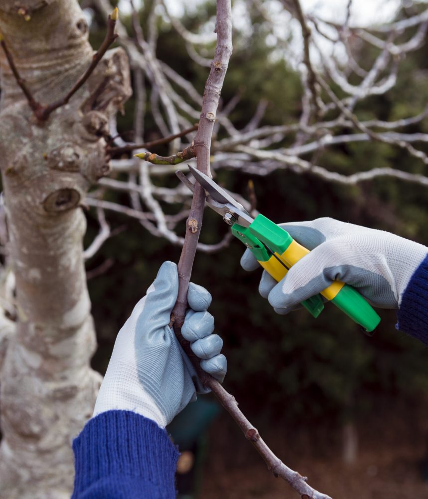 gardener-cutting-dried-branches