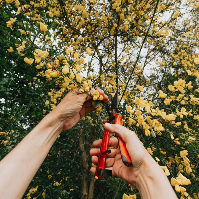 Gardening concept – gardener in sunny garden planting red roses. Senior woman 80 years old working in garden Gardening concept - gardener in sunny garden planting red roses. Senior woman 80 years old working in garden