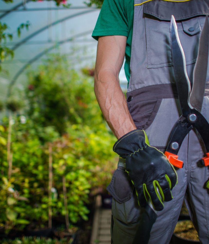 Greenhouse Trimming Job Greenhouse Trimming Job. Caucasian Garden Store Worker with Large Scissors in Hands. Agriculture Industry Theme.