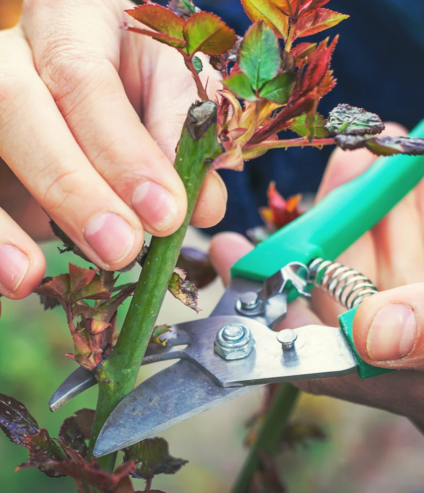 Gardener pruning roses in the garden. Selective focus. Gardener pruning roses in the garden. Selective focus. Nature.